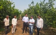 शेतकरी संघटनेचे अध्यक्ष सुनील पाटील यांच्या बागावर आमदार किशोर पाटील यांची अचानक भेट; मोसंबी-पपई बागेची केली पाहणी